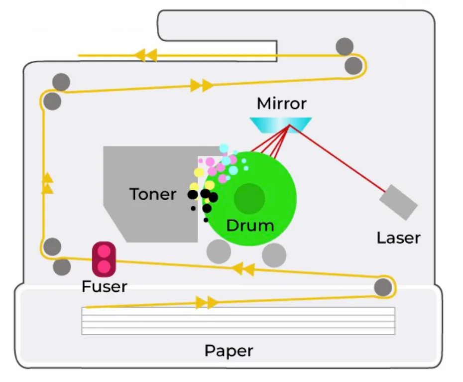Inside a laser printer. A laser beam reflects off a mirror on to a green drum. Toner from the toner cartridge is picked up by the drum. Paper travels from the paper tray, past the drum and through the fuser, and out at the top.